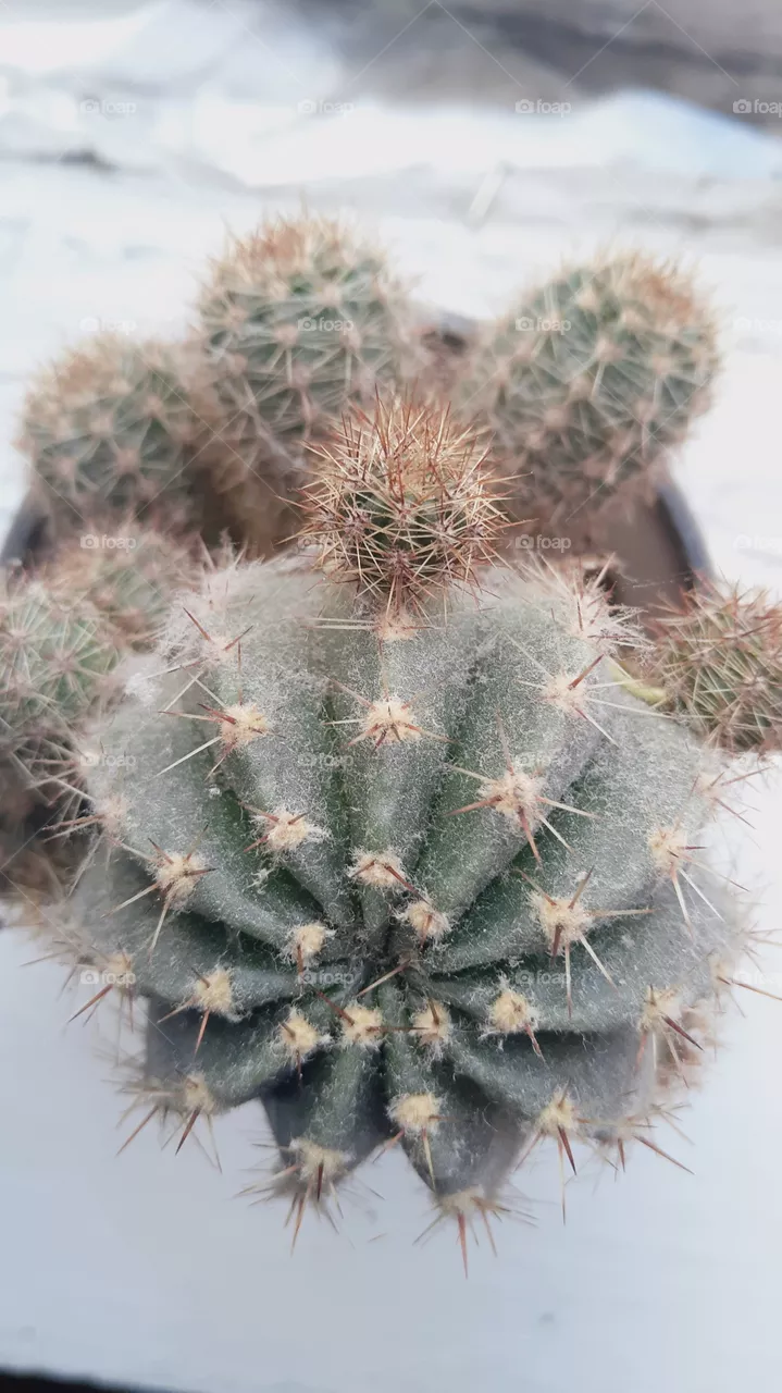 Beautiful flower