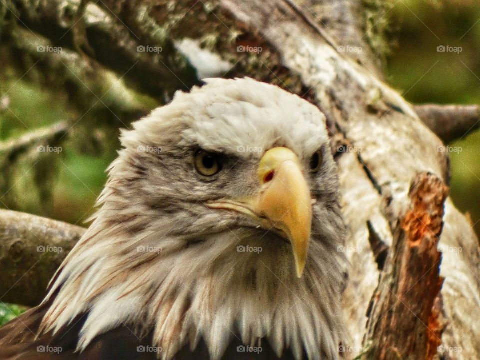 American Bald Eagle