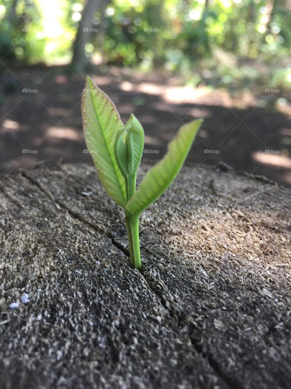 Guava shoot