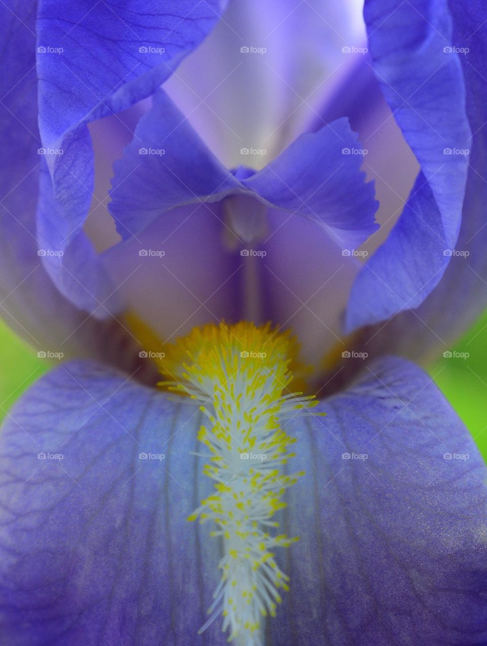 Iris