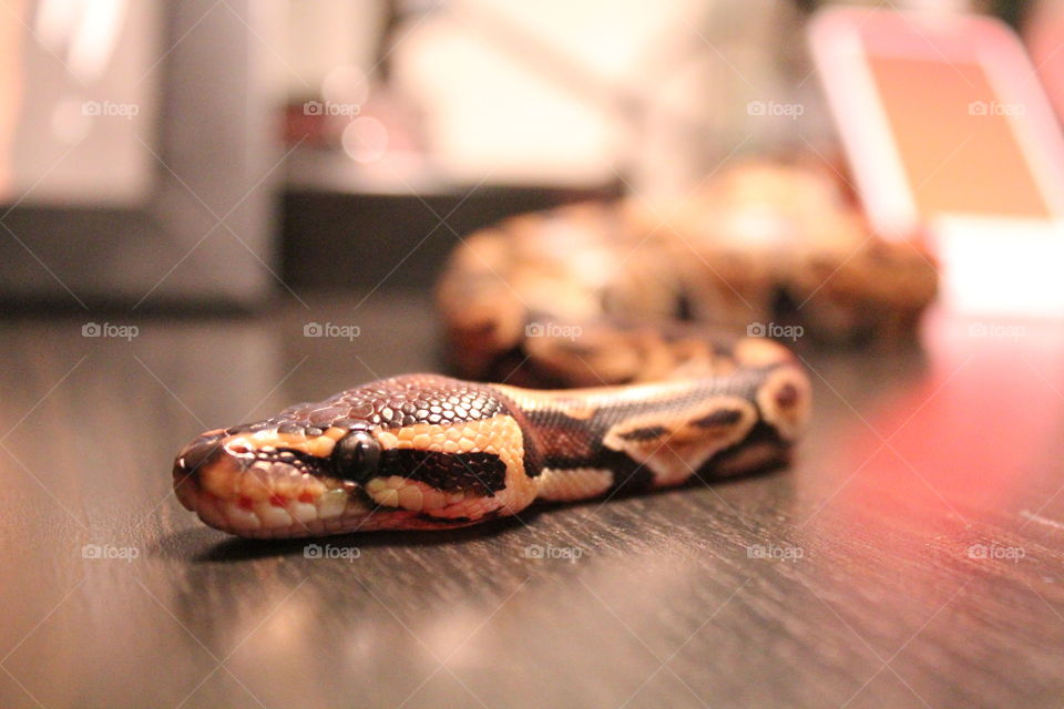 ball python