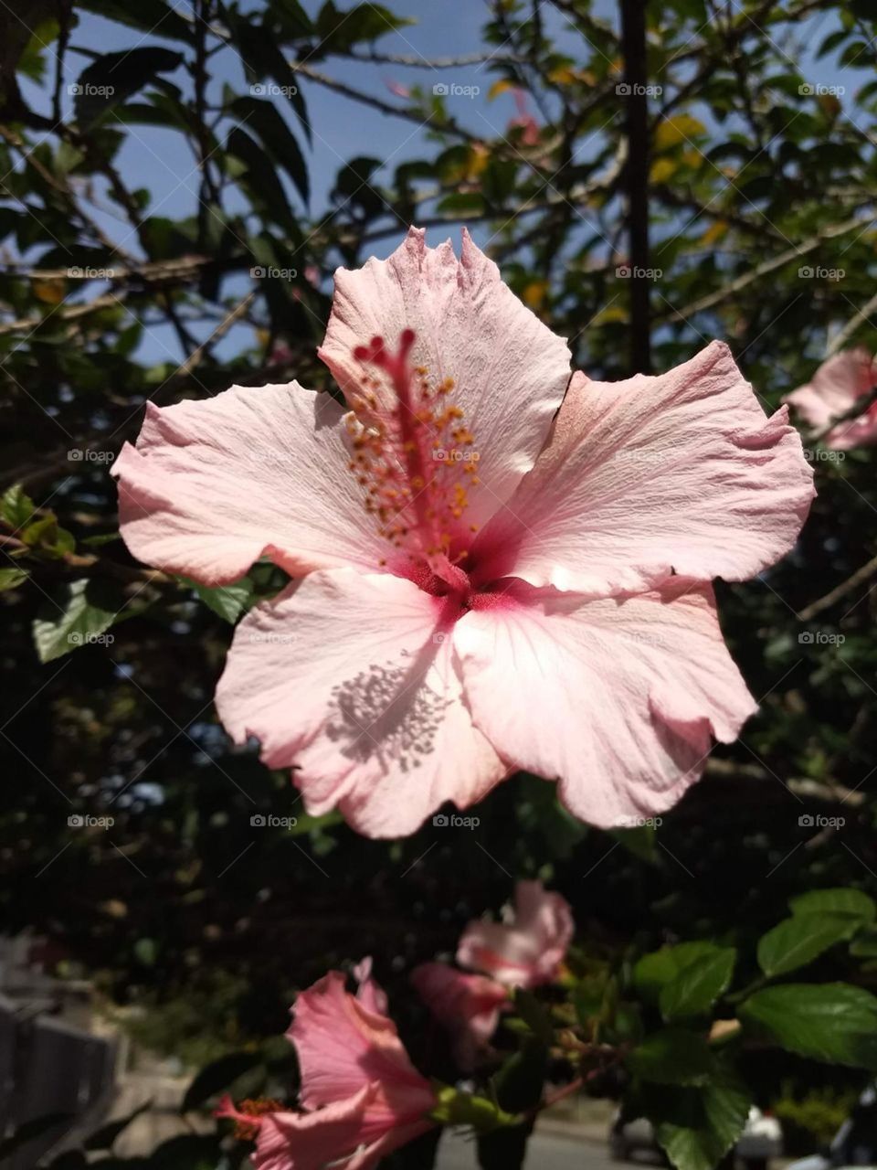 pink hibiscus
