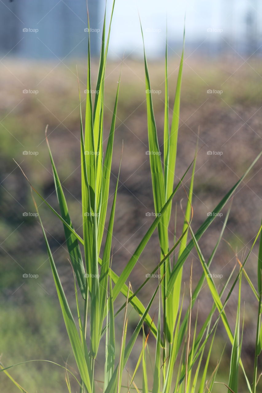 Grasses (emergent vegetation) growing near river in June 