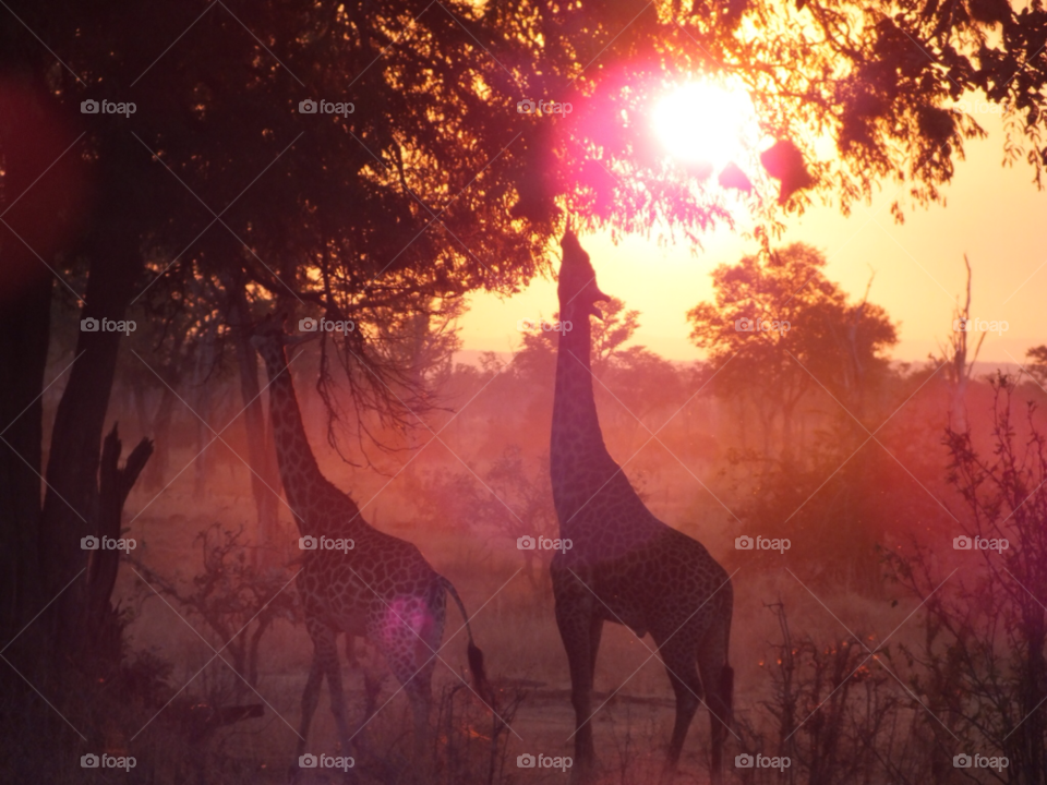 Zebras in front of the sunset-Zambia