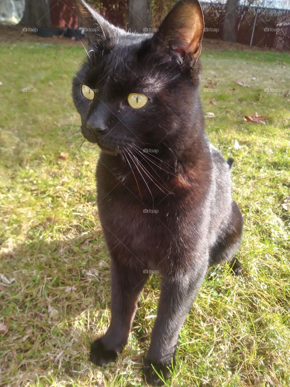 A black cat named Sebastian enjoying the day 💖