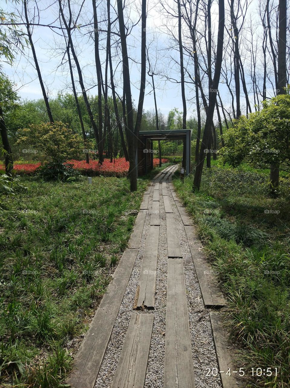 Forest walkway