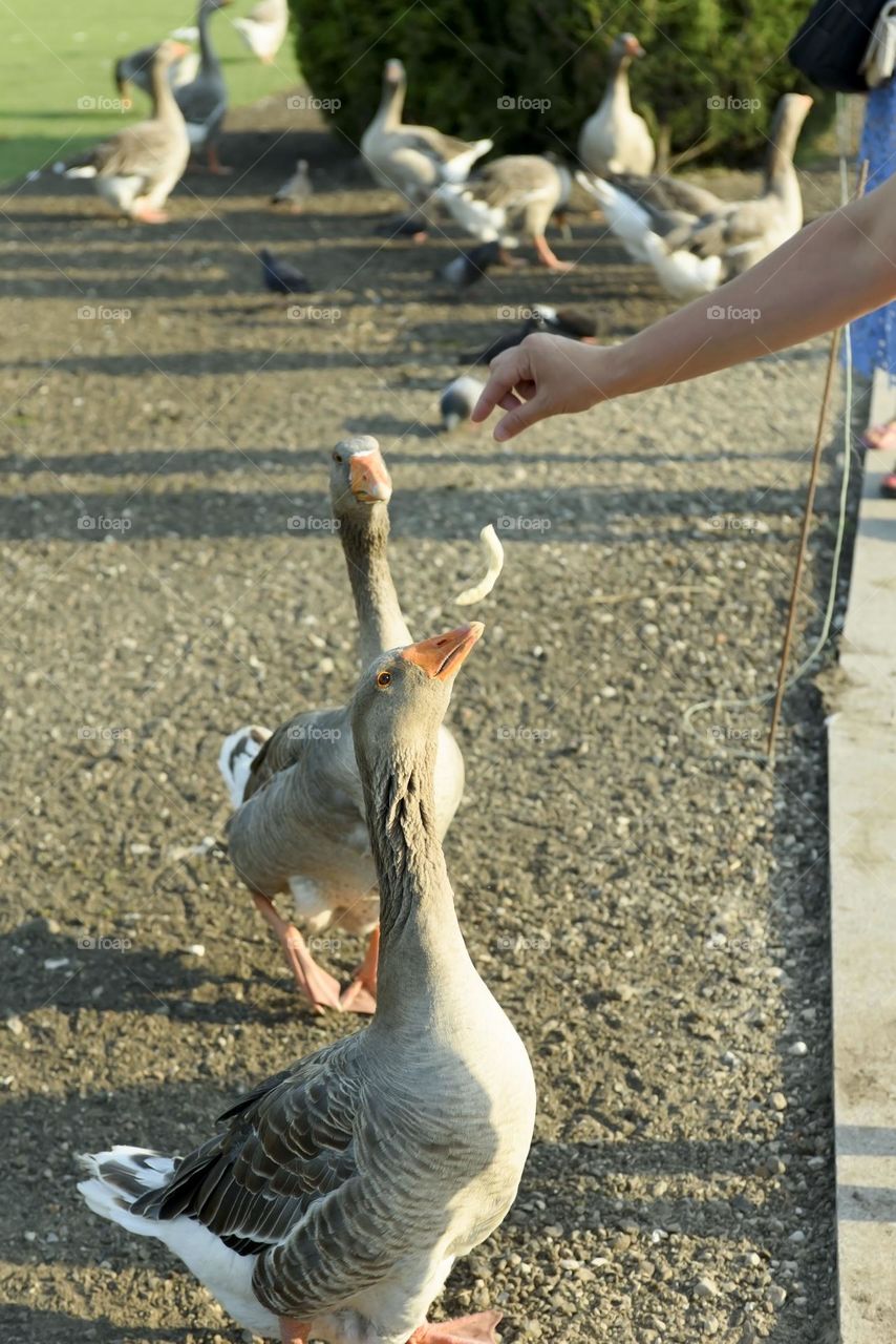 Domestic geese walk in pairs and wait to be fed. A cute scene from the life of pets.