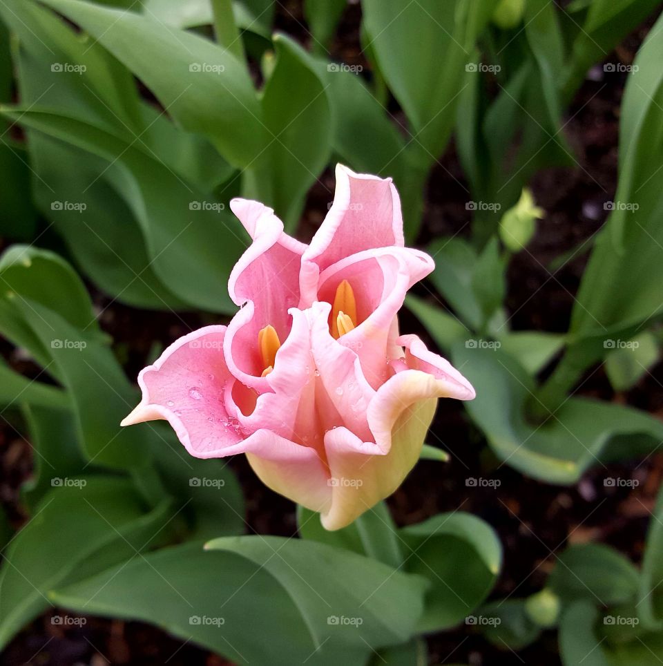 Tulip Time