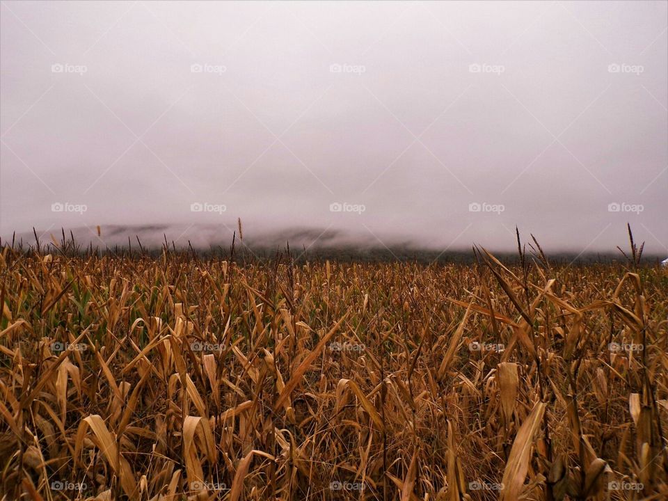 Field of dent corn with a leaf colored hillside for a back drop.
