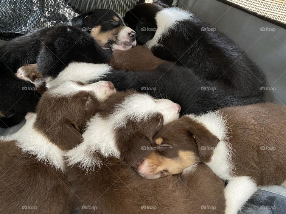 Sleepy puppies 