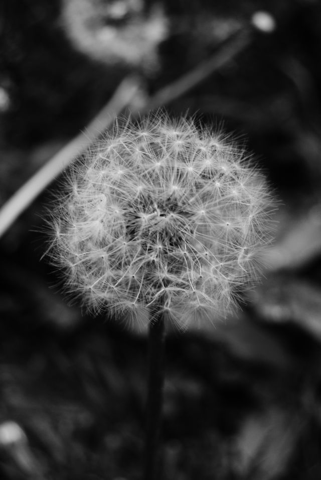Make a wish