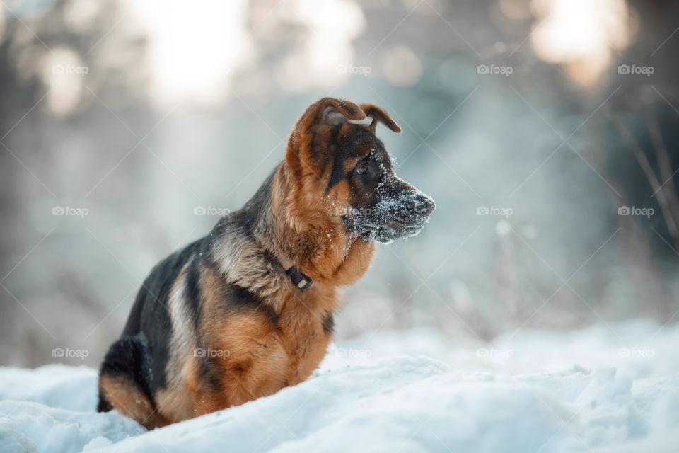 	Red cute german shepherd 5-th months puppy portrait at snow at the winter