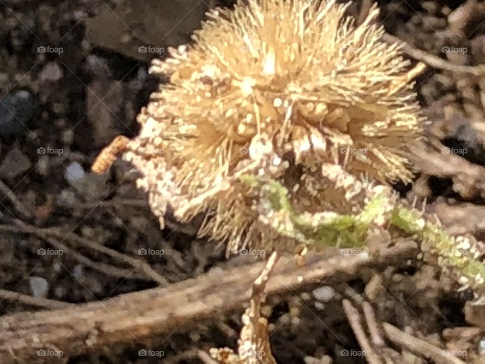 Lovely drying up weed