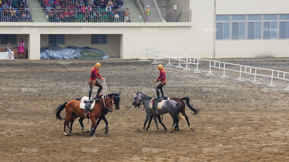 Equestrian performances 馬術表演