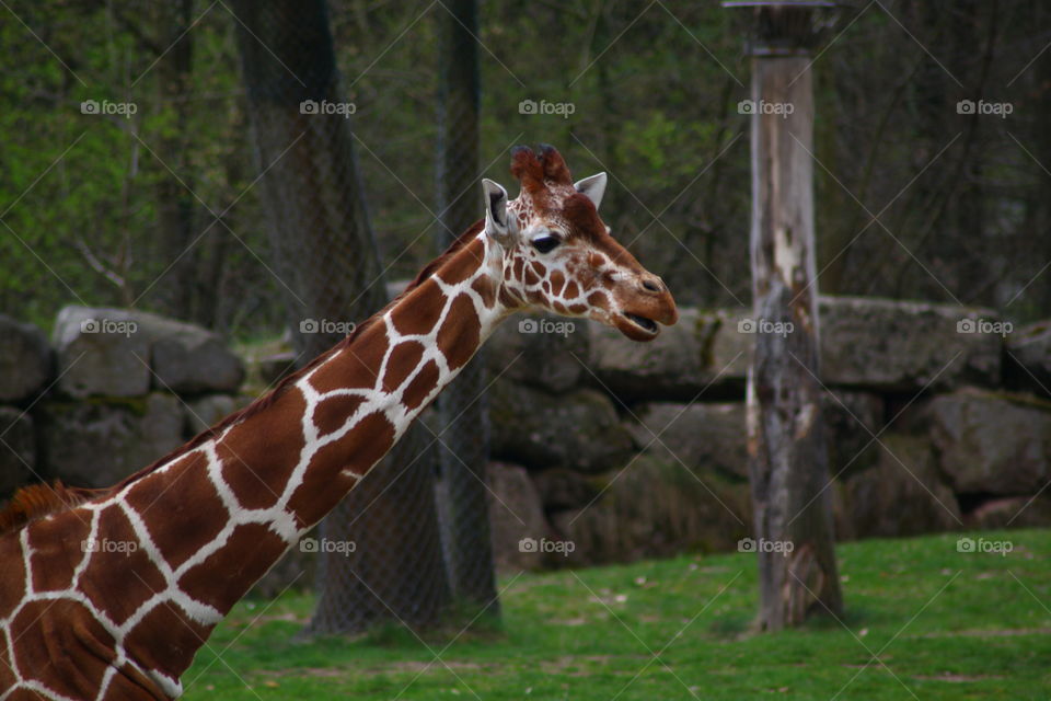 Giraffe