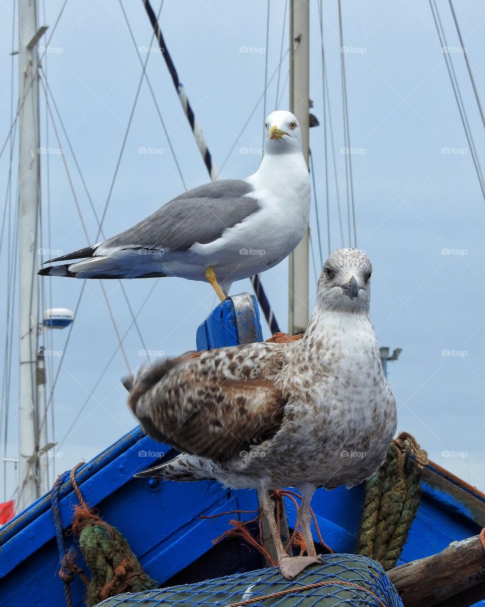 Two seagulls in a fishing boat