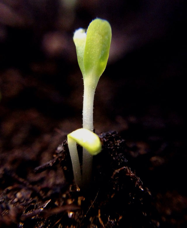 Close-up of small plant