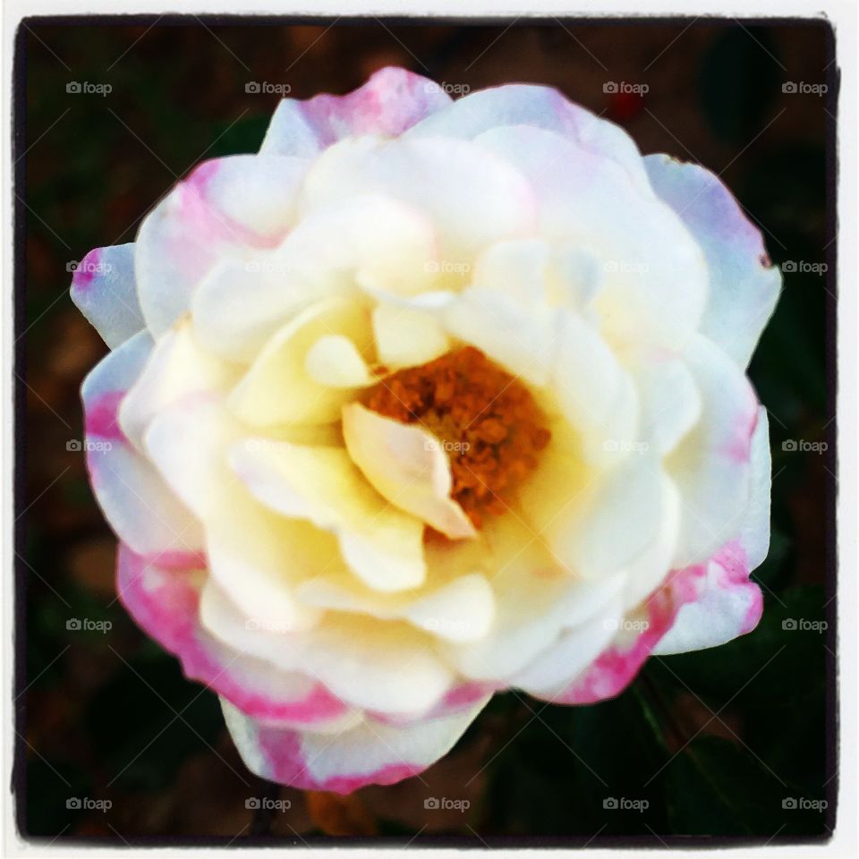 A natureza em suas belas formas!
As pétalas brancas com bordas rosadas mostram a delicadeza das flores!

Nature in its beautiful forms!
The white petals with pink borders show how delicate was the predominant design of the flowers!