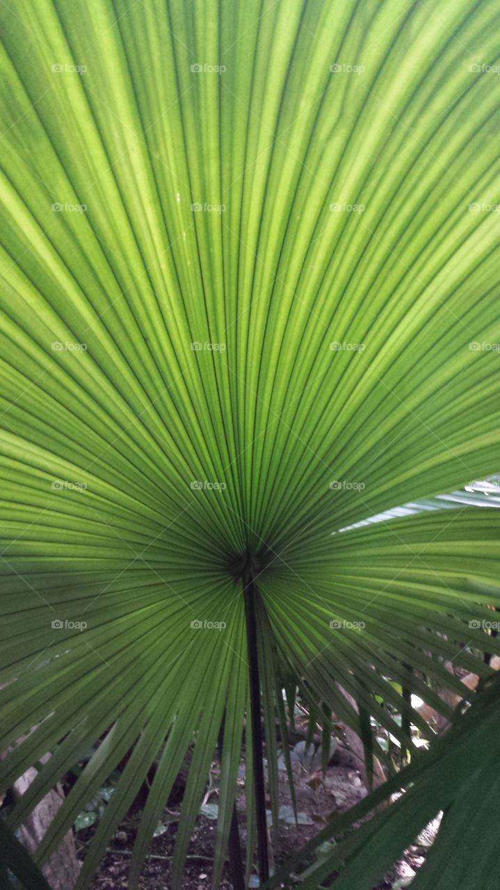 Green leaf. Came across it at a greenhouse