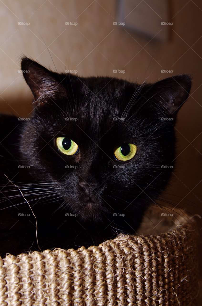 sweet cat black cat katze by jessyblue