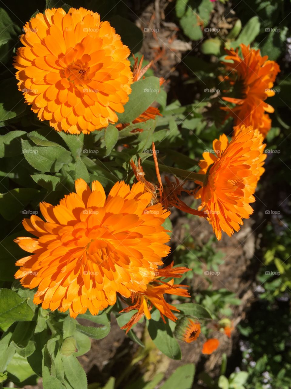 Orange flora