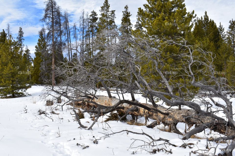 Rocky Mountains rmnp dog snow trees forest storm winter Colorado trail marker hiking blue sky rocks boulder mountain national park 