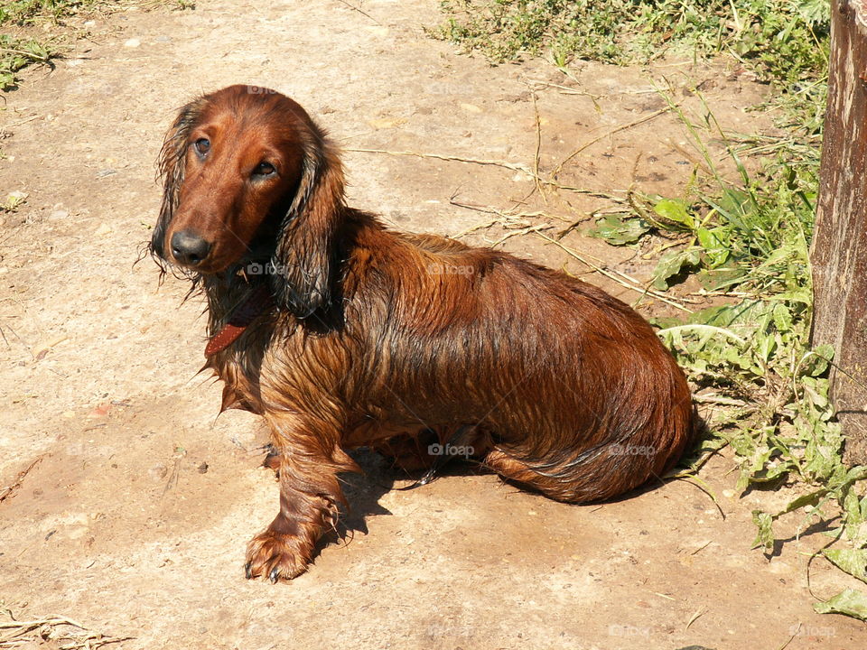 brown dog