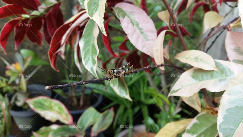 grasshopper on a twig