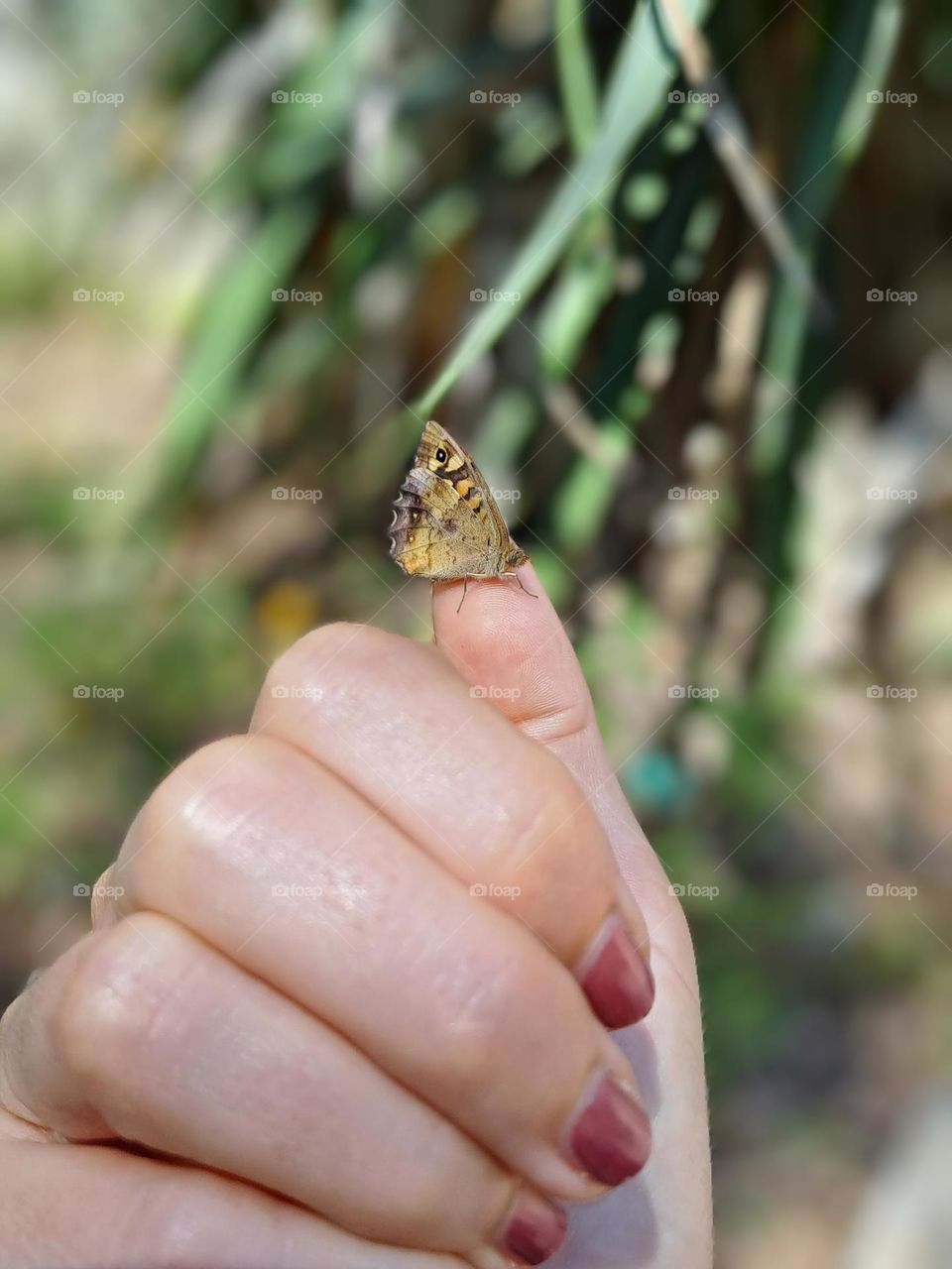 butterfly