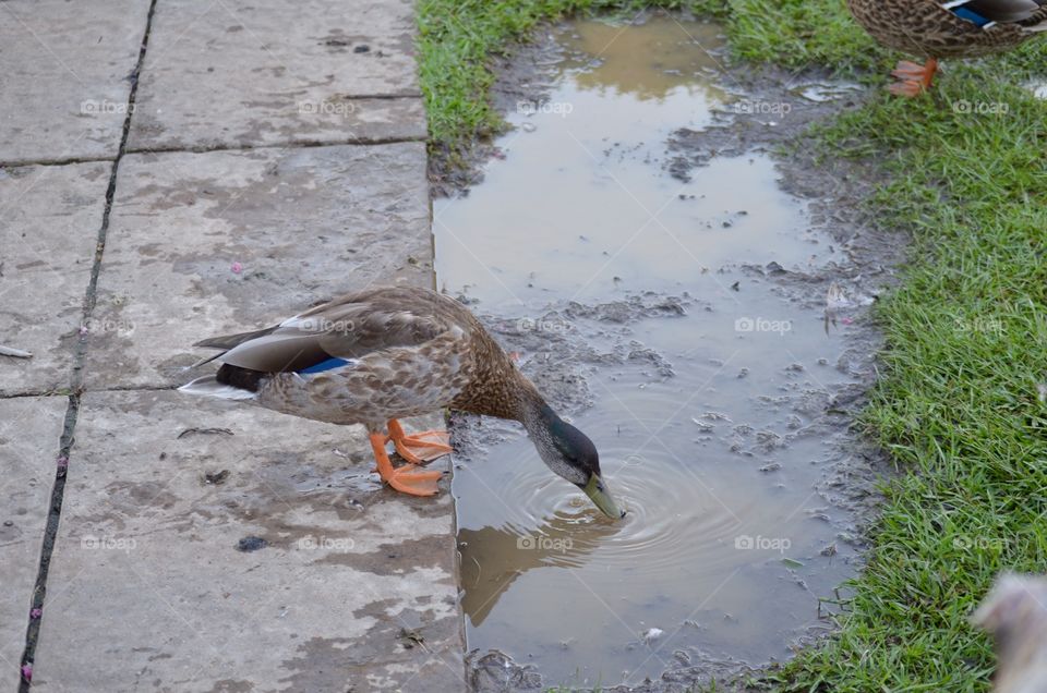 Duck drinking water