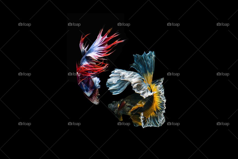 Siamese Fighting Fish 