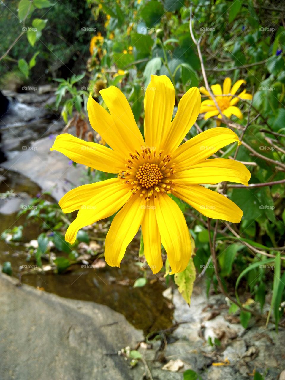 Sun flower