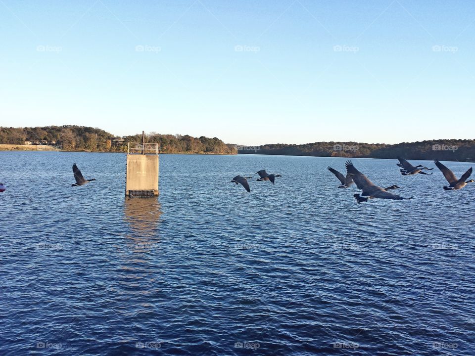 Canadian Geese Fly By