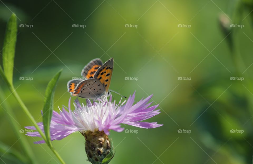 Butterfly on flower 