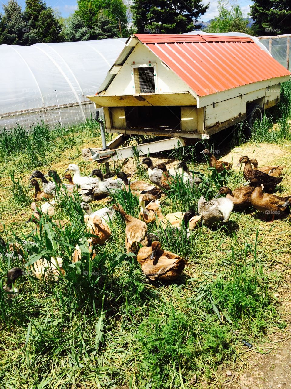 Duck farm. Ducks on a farm