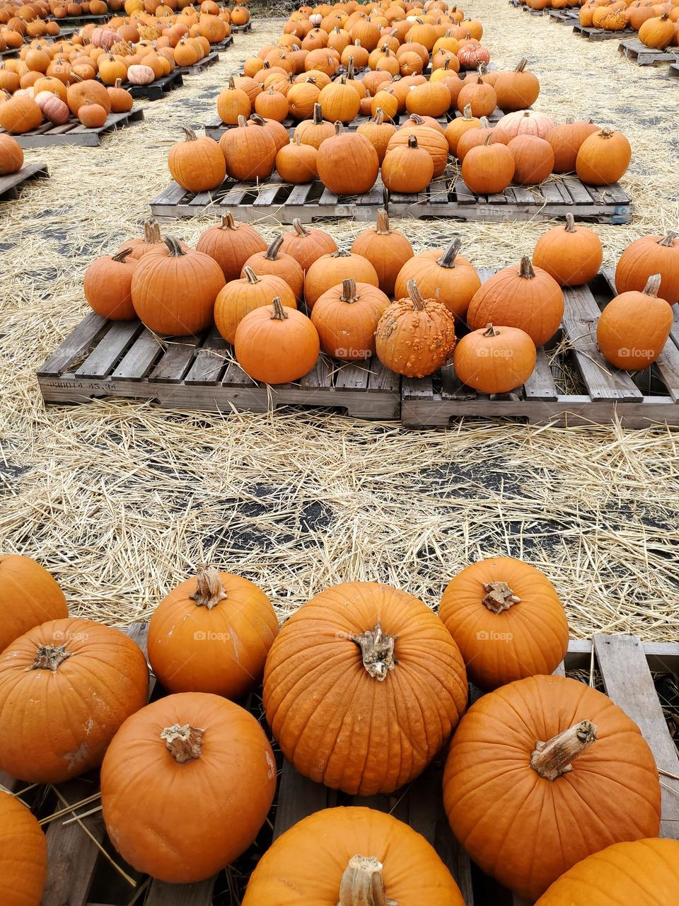 Pumpkins galore!