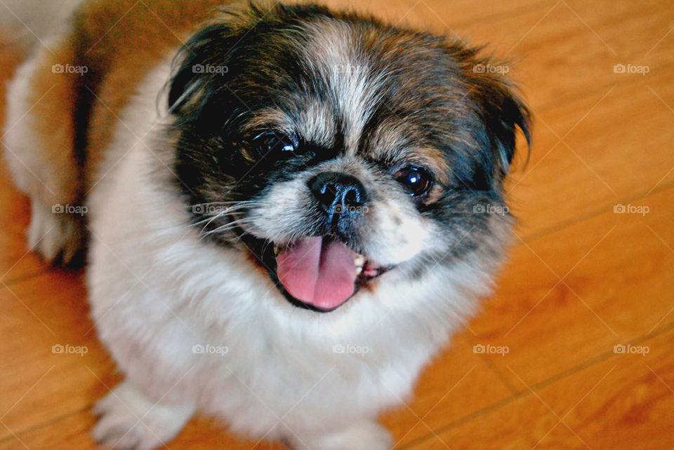 Pekingese Dog, looking up, happy, tongue out, smiling