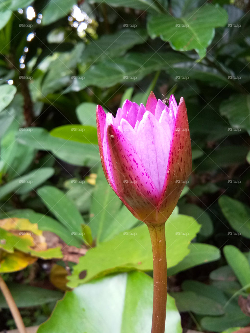 Lotus blooming