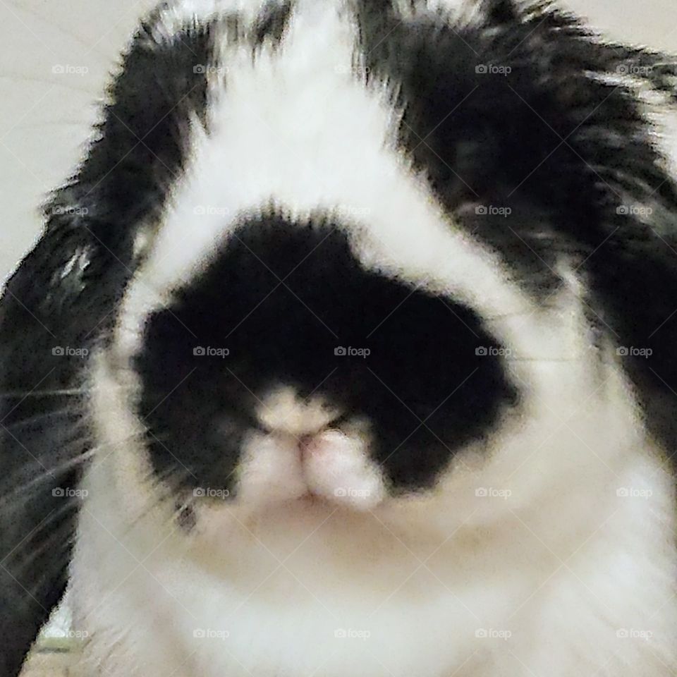 closeup portrait of cute black and white lop eared Holland lop pet rabbit