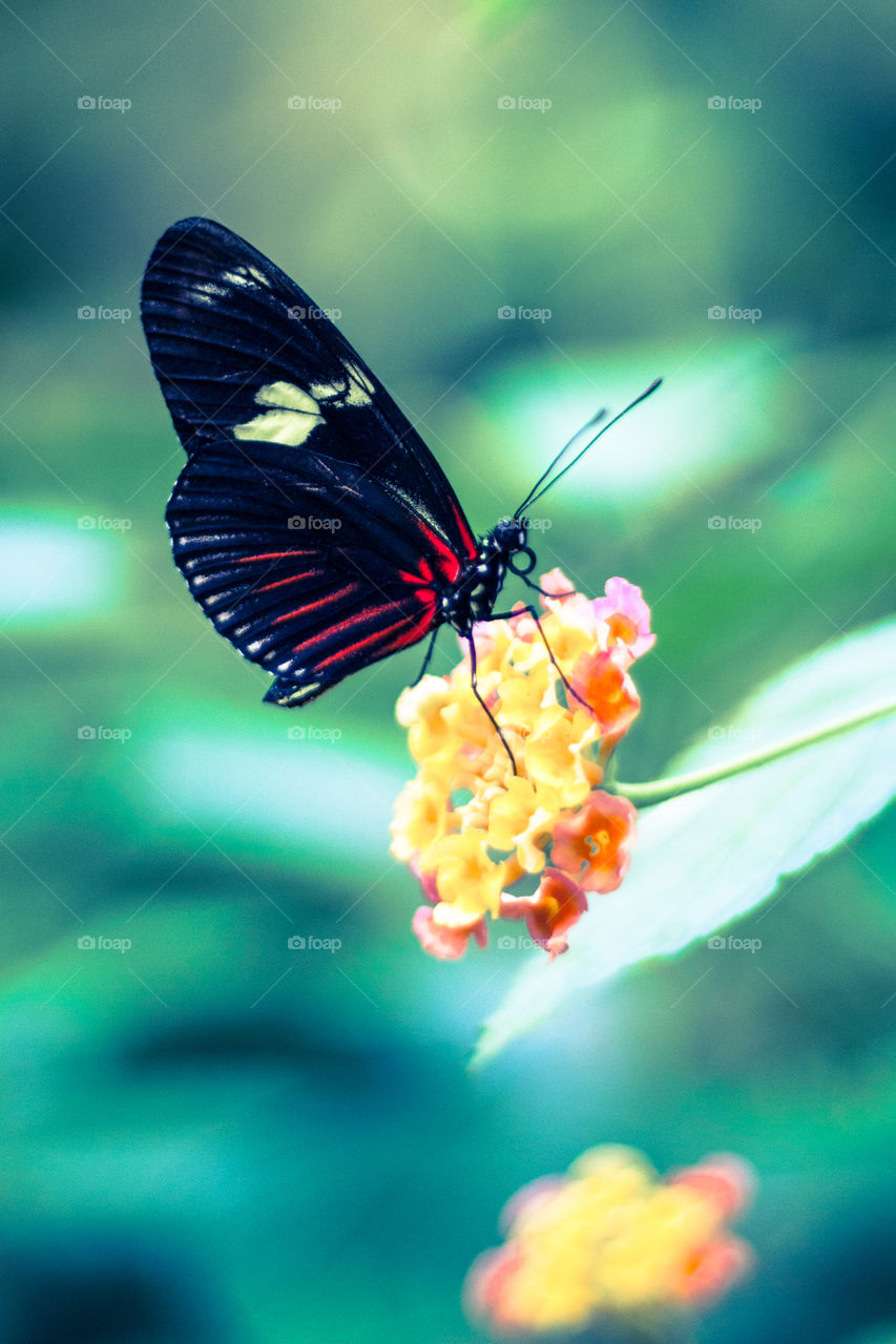 Butterflies 🦋 and flowers 