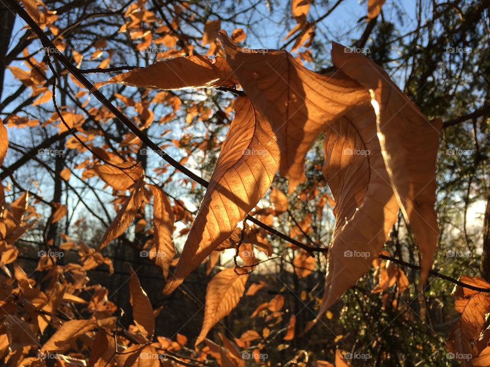 Leaves and the sun
