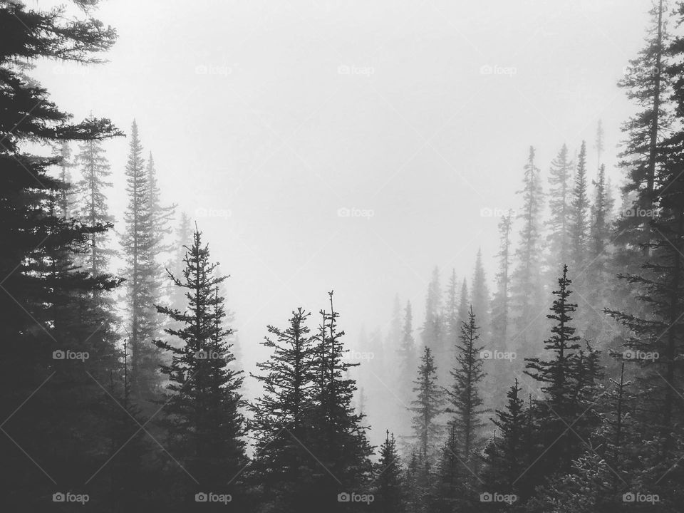 Tall thin conifers rise into the foggy morning making for a dramatic mysterious scene