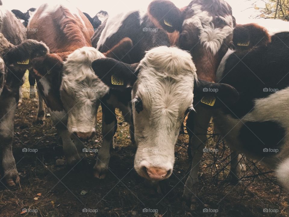 Cows