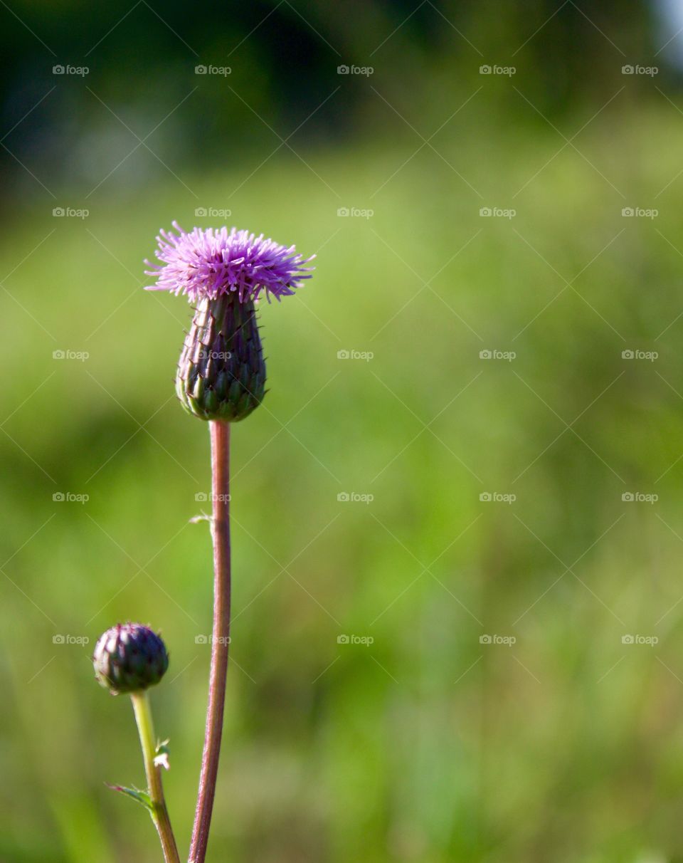 Bull Thistle blossom and bud