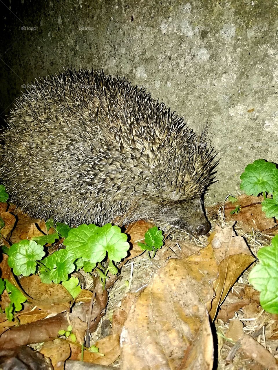 Hedgehog in the night