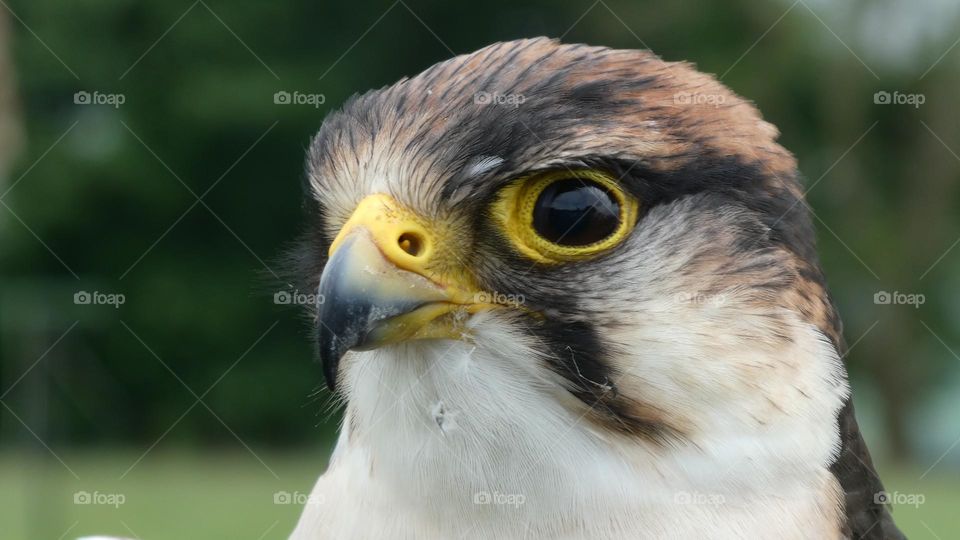 A close up of a bird of prey 
