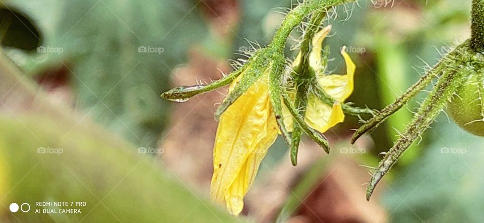 Blooming Bright Yellow Bud