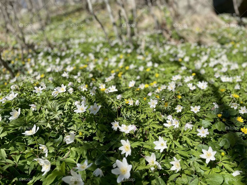 Wood anemones 