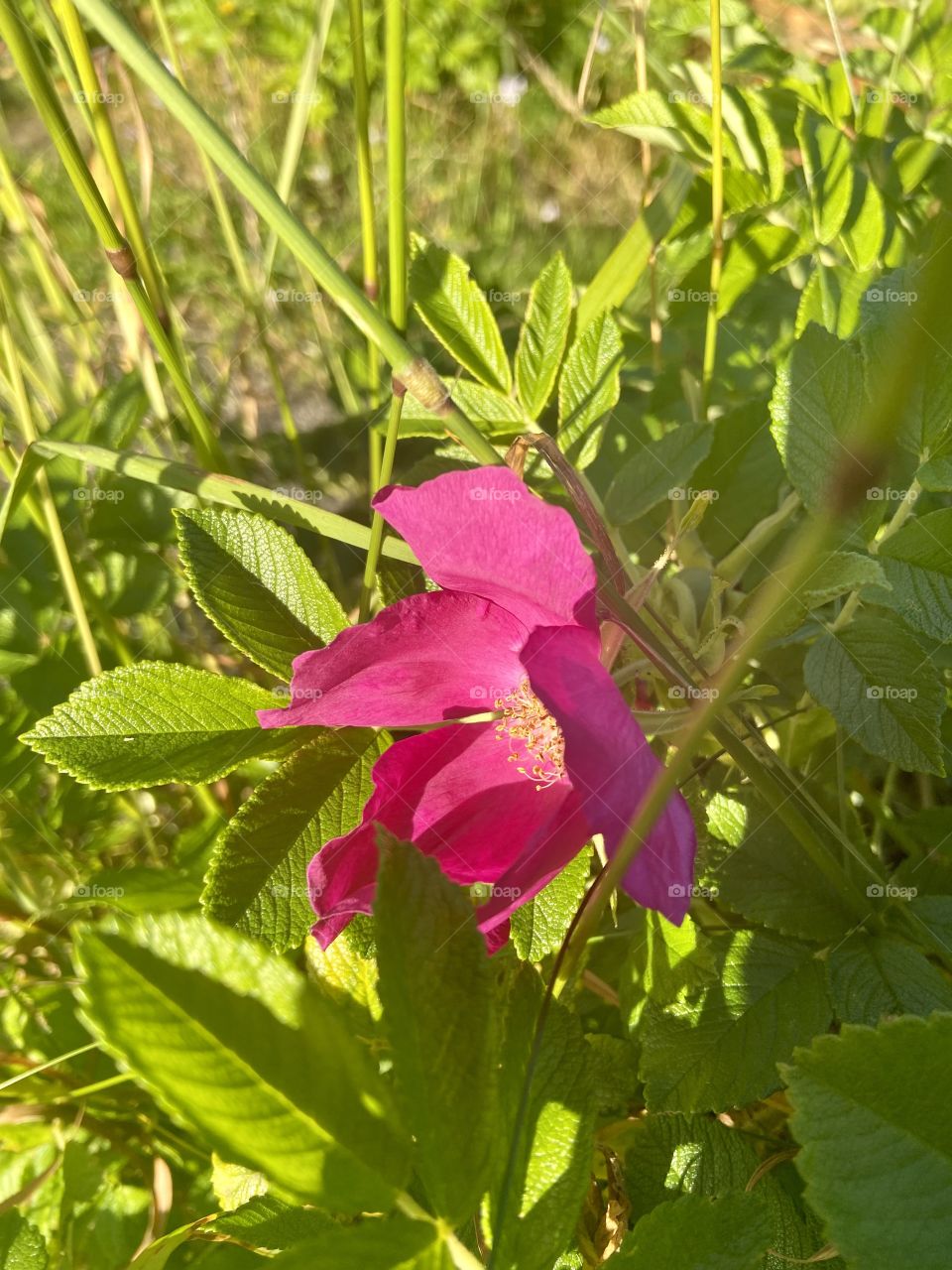 Pretty little flower 🌹