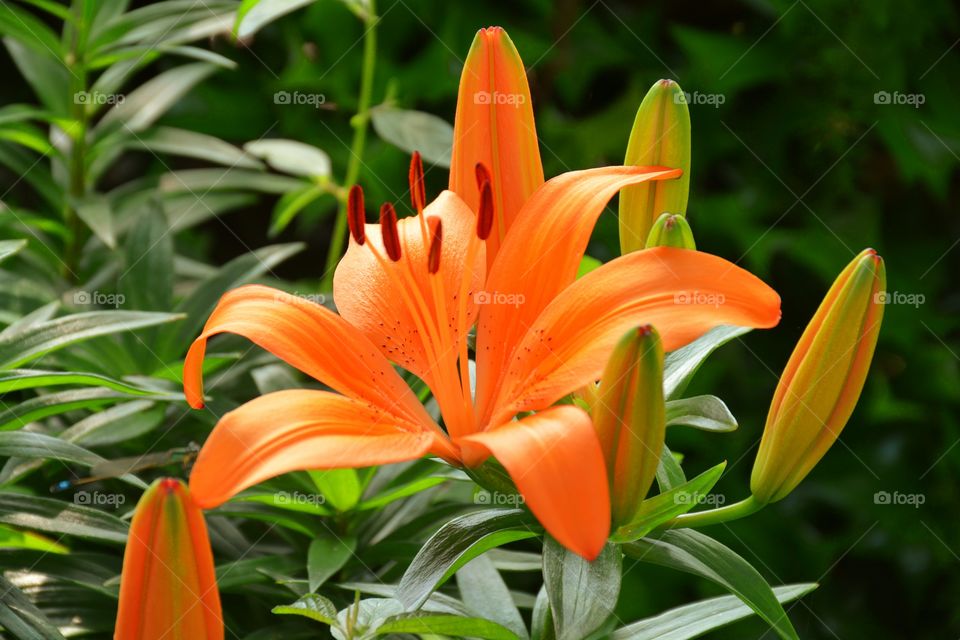 Close-up of a tiger lily